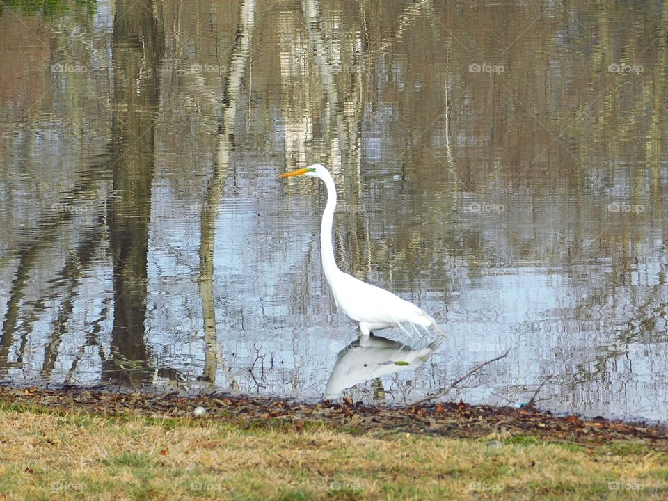 Heron at Mountain Grove Cemetery in Fairfield, CT