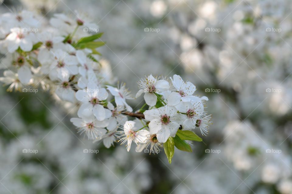 spring blooming tree white flowers