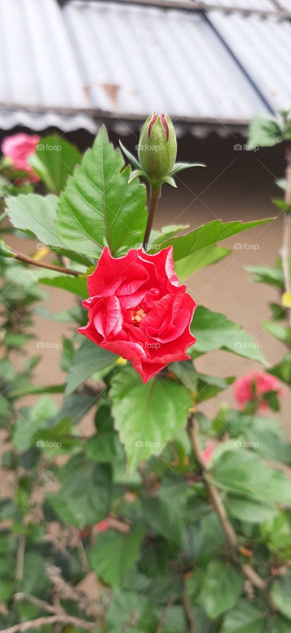 red china rose blooming next to bud