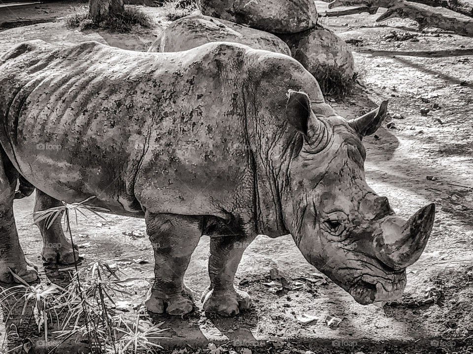 Black and white image of Rhinoceros at Barcelona Zoo