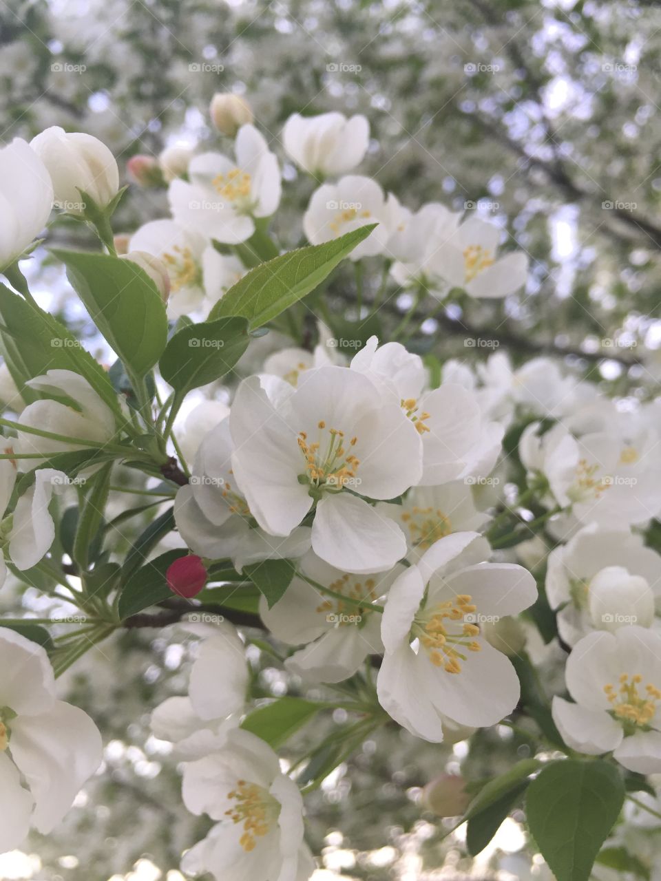 What do you call this tree? White flower tree? Haha idk 