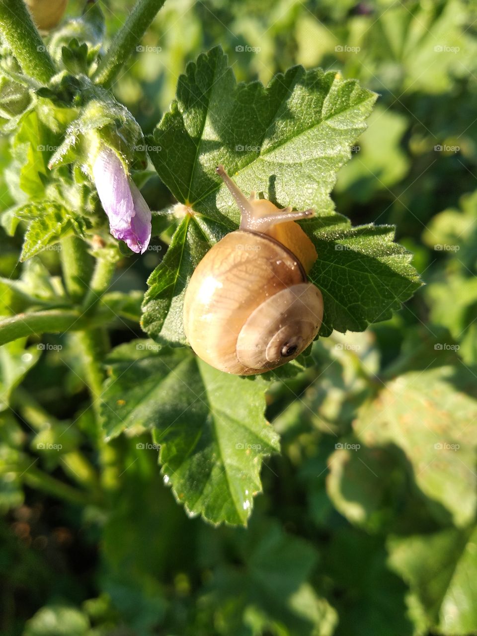 Snail