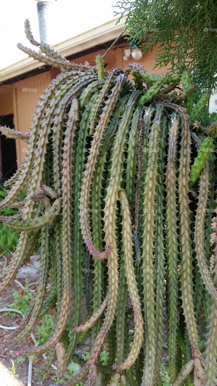cactus. looks like Medusa to me