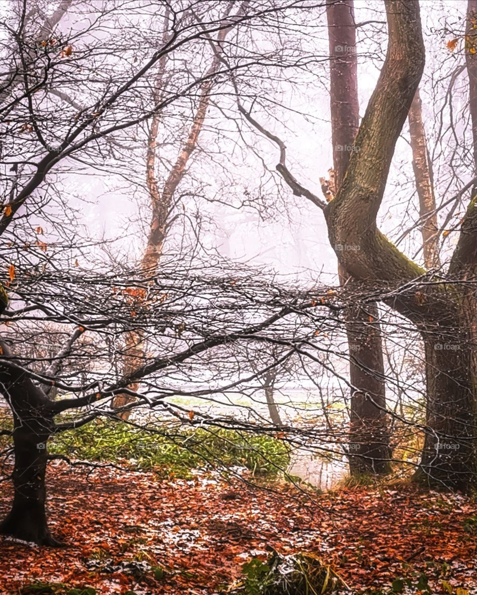 Misty morning through the glen