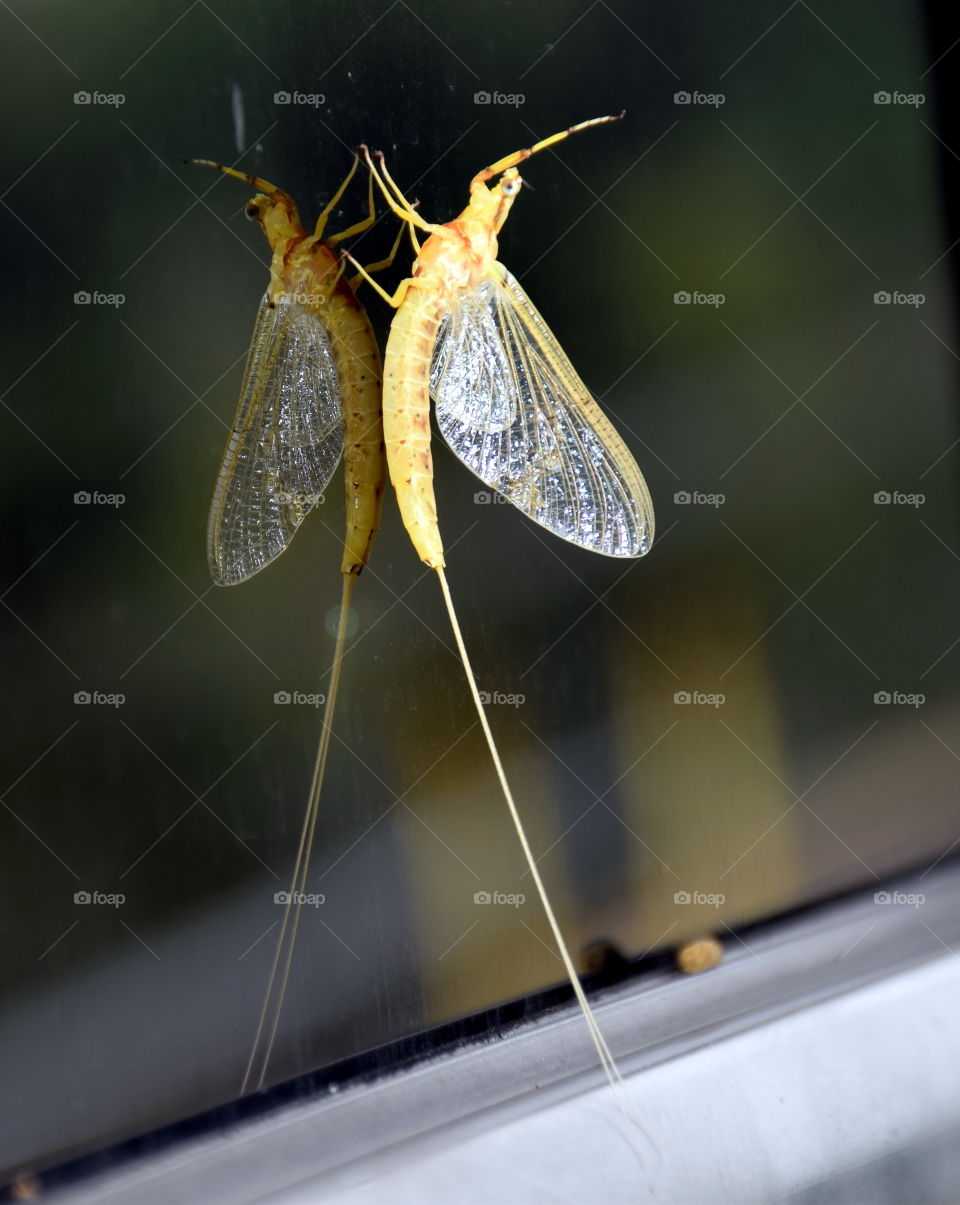 Mayfly