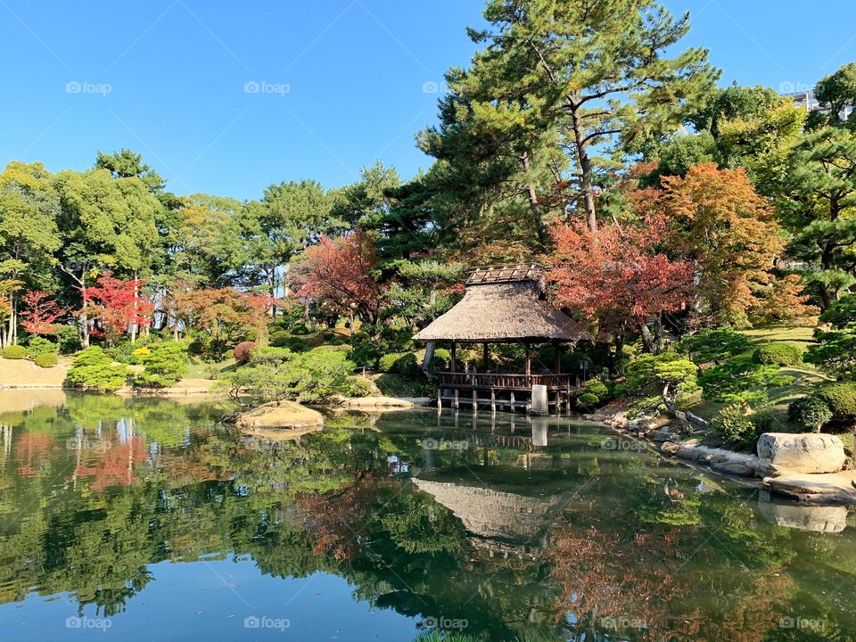 Autumn garden 