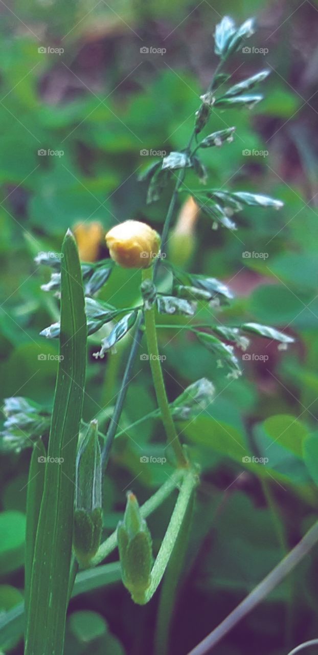 yellow wildflower in the early morning
