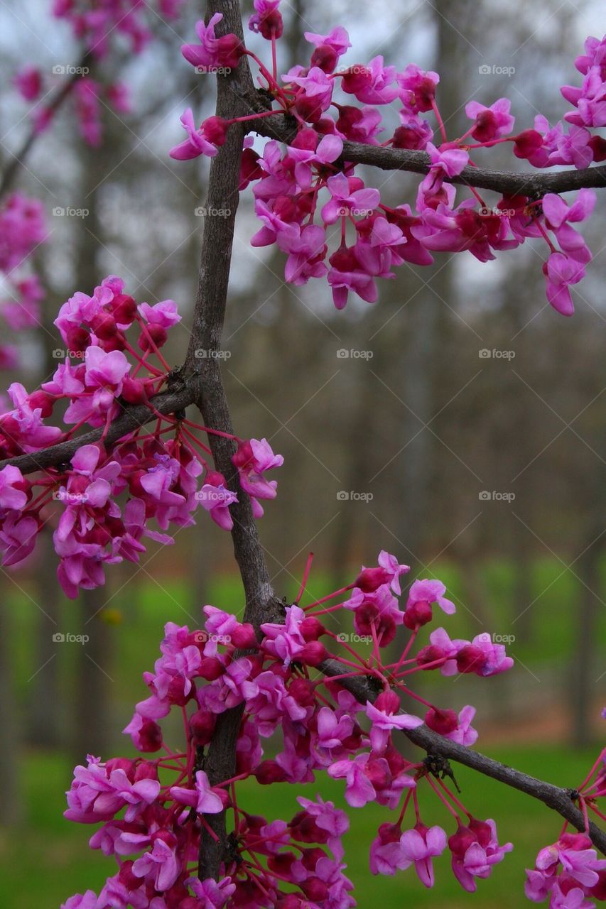 Purple Spring Blooms