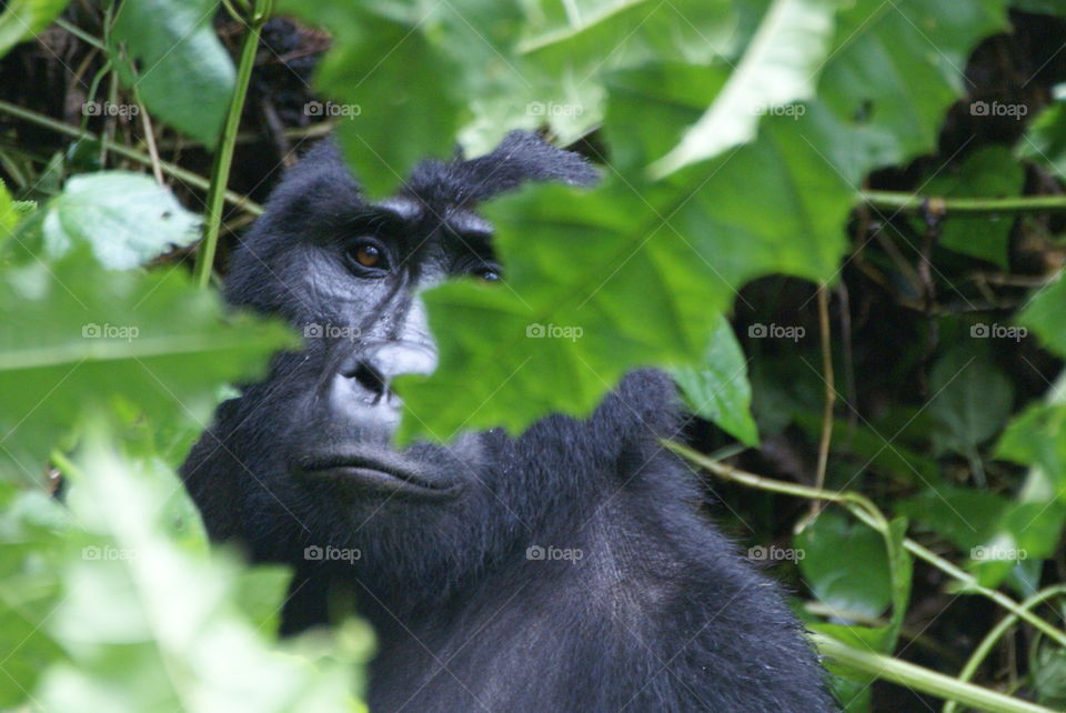 gorilla in the green