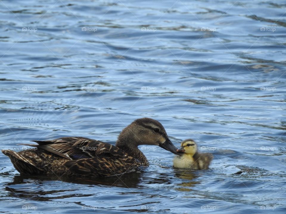 Mother and child love in mallards