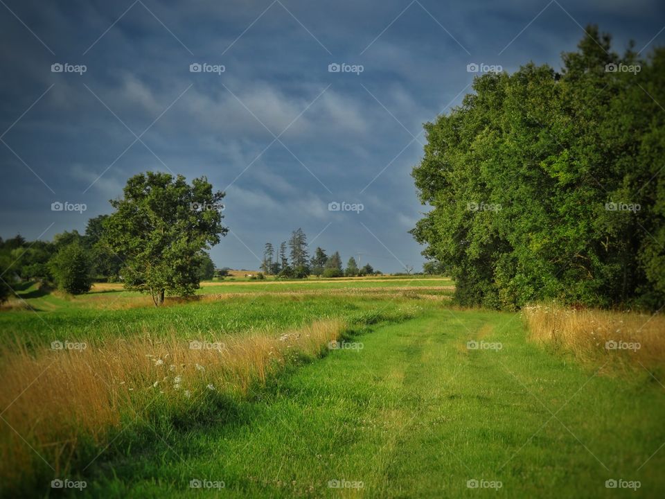 fields nature