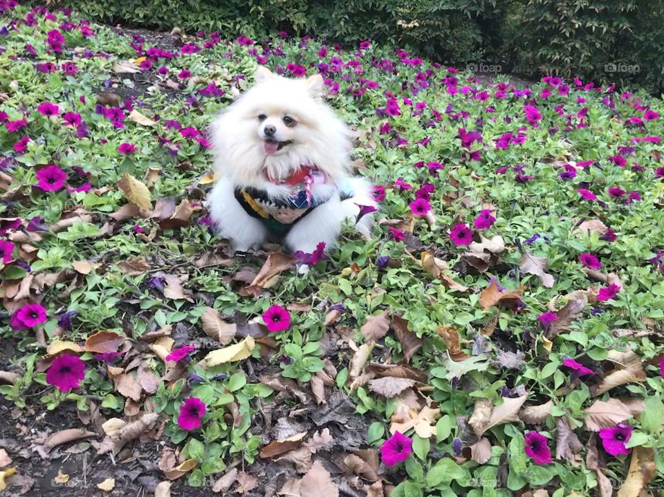 Cute Pom with flower and leaves in Autumn season in Melbourne Australia 