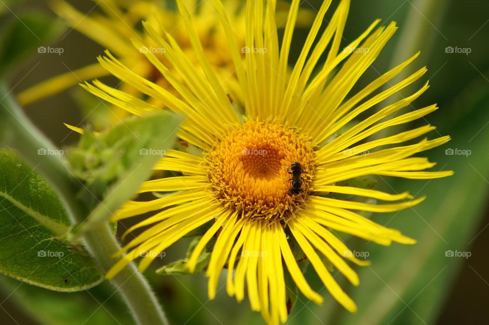 Bee on the flowers