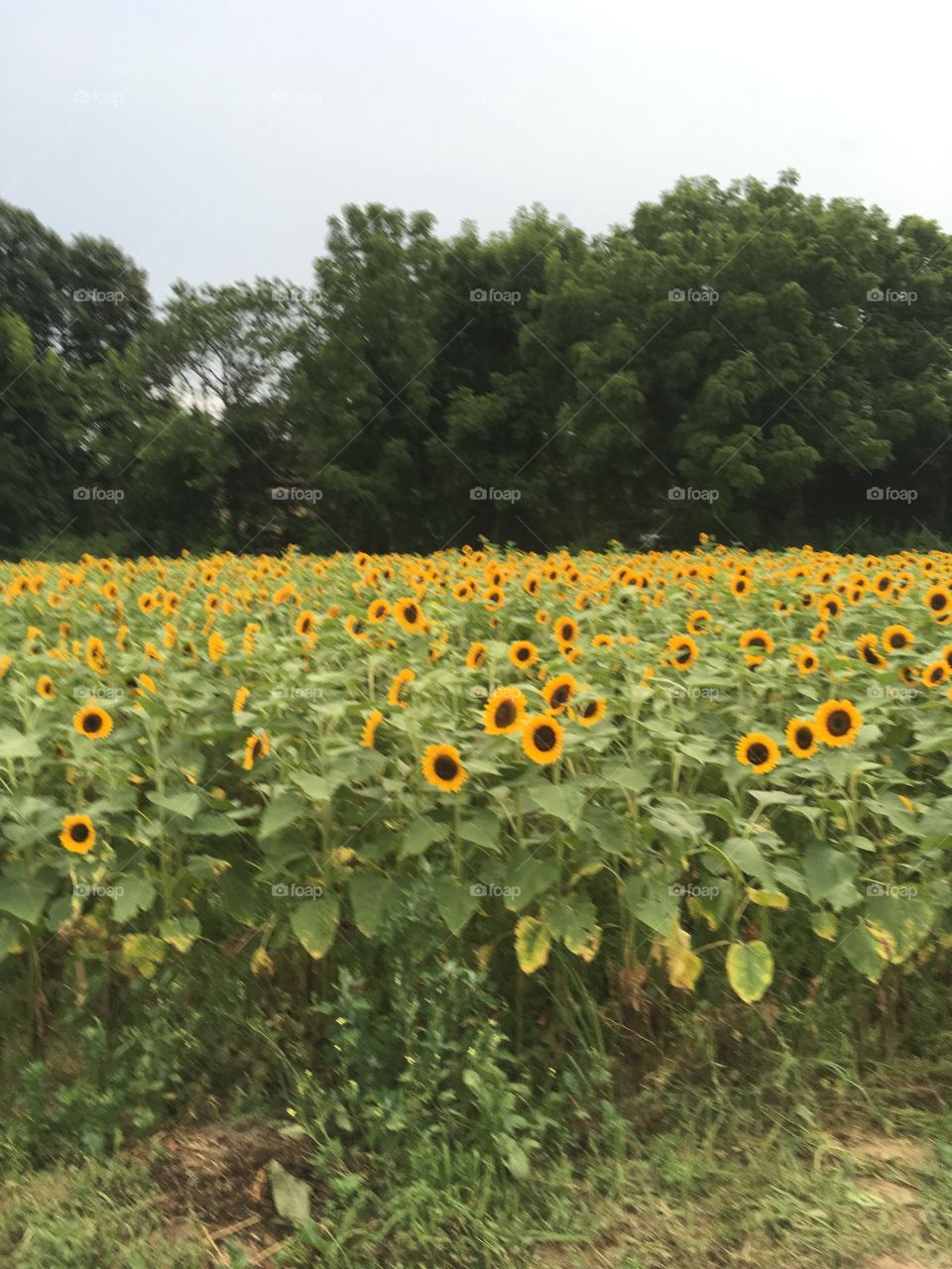 A field of beautiful sunflowers.