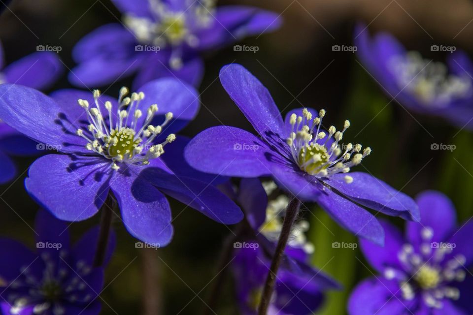 Purple flowers in the forest. 
Fields over and over of theme.
Colorful and pride into the forest they stand .