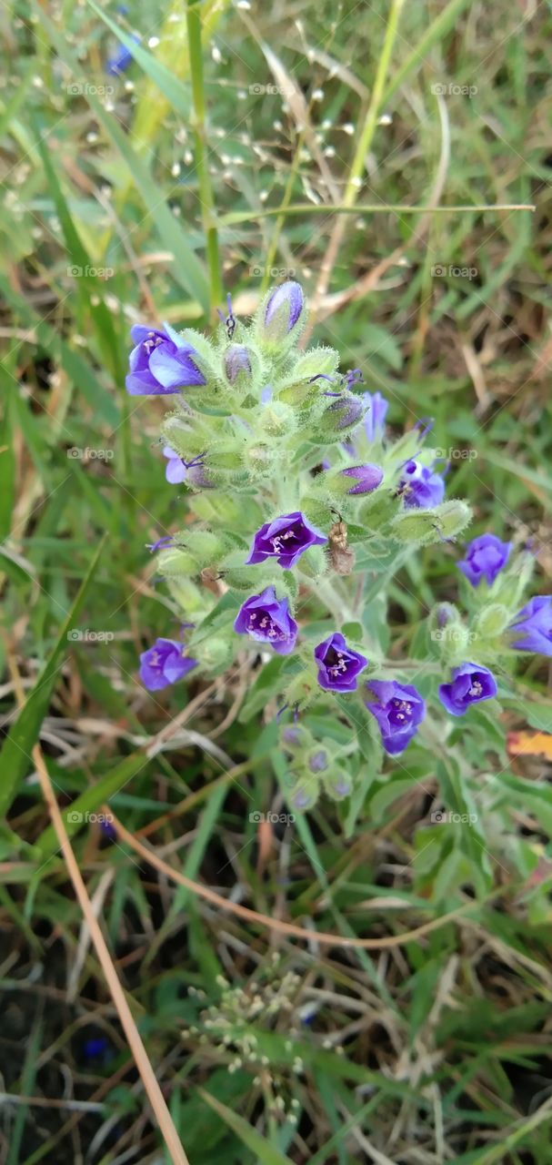 Echium vulgare, known as viper's bugloss and blueweed. Flowering plant species in the Boraginaceae borage family. Its native to most of Europe, and western and central Asia and appears as a species introduced in northeast North America.(south borneo)