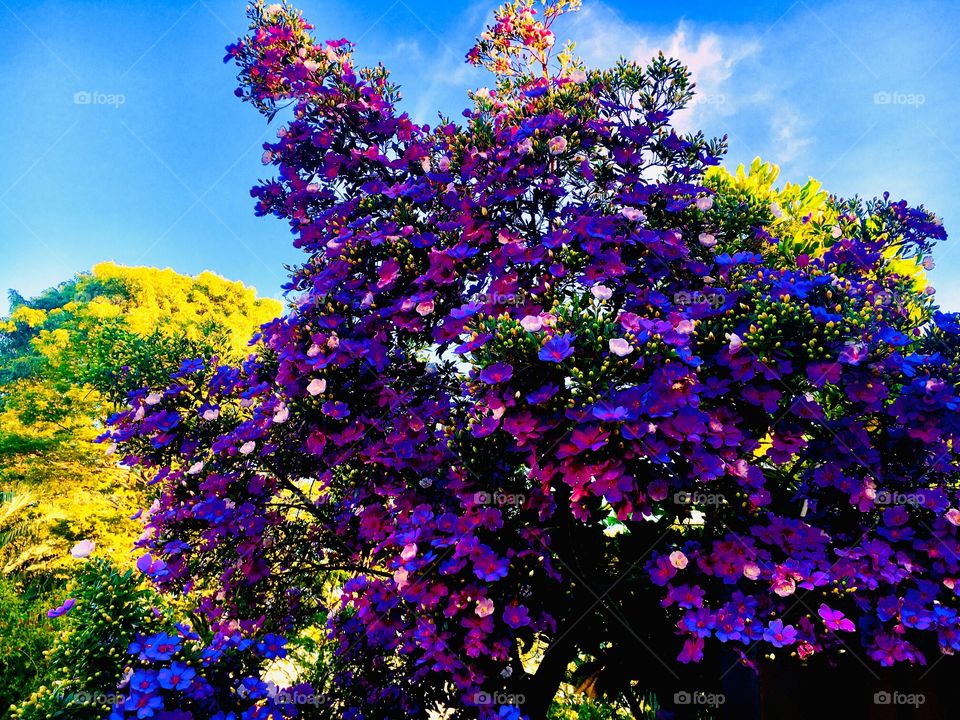 Beautiful Manacau da Serra blooming tree.