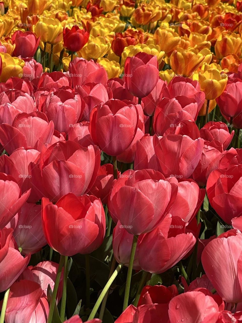 tulips