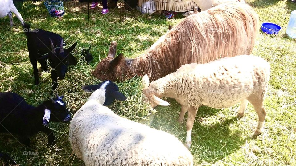Playing with baby goats and sheep is fun. These are hungry!