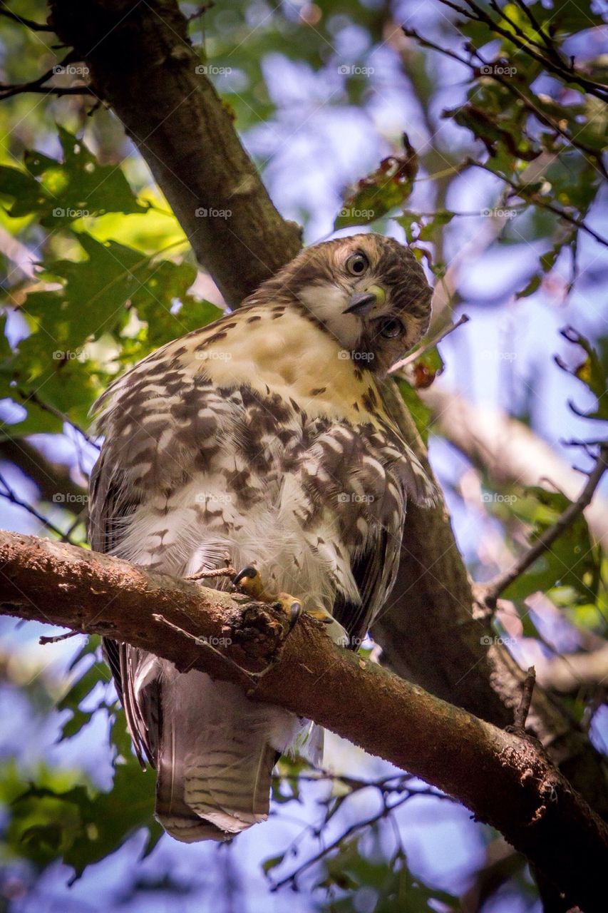 Red-tailed hawk