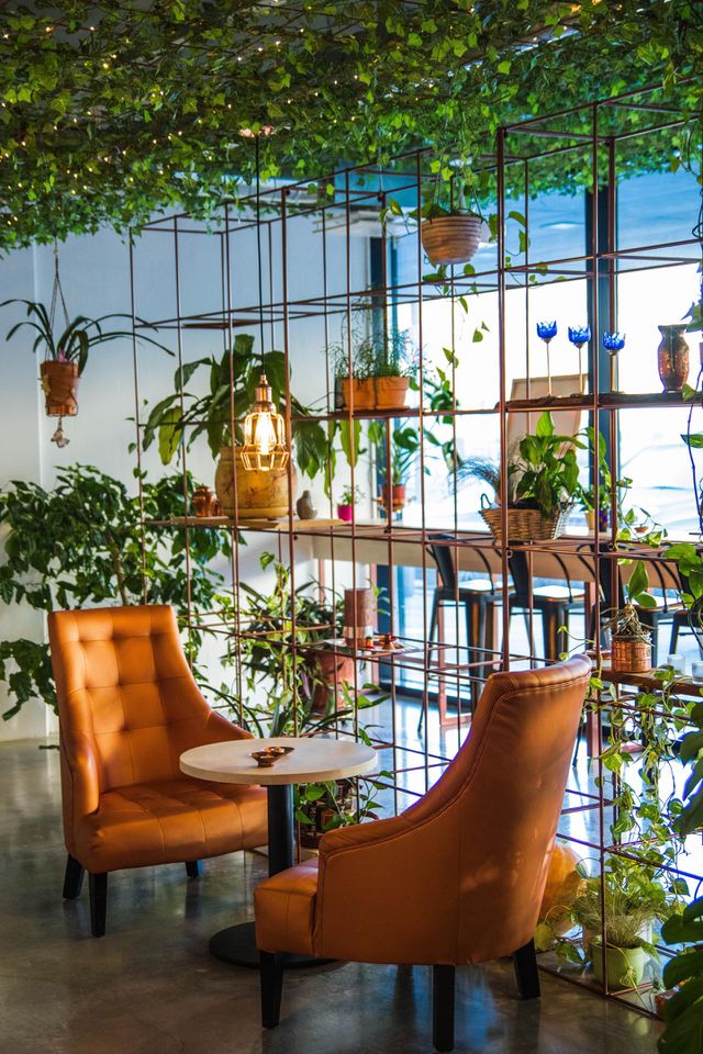 plants