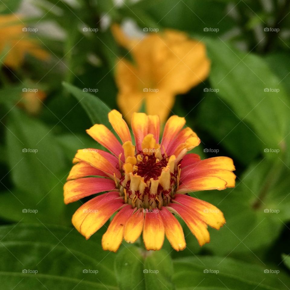 Zinnia