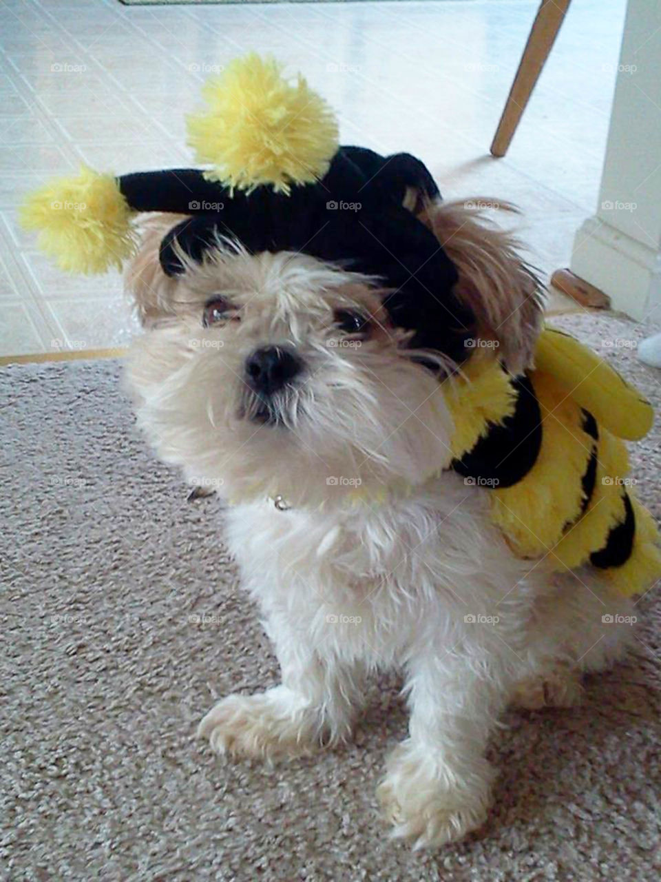 Bumblebee puppy. Shih Tzu all dressed up for Halloween