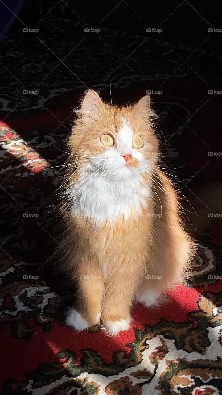 Sun
