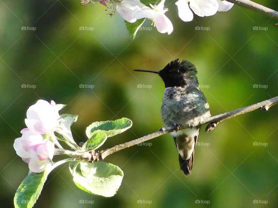 Hemming bird 