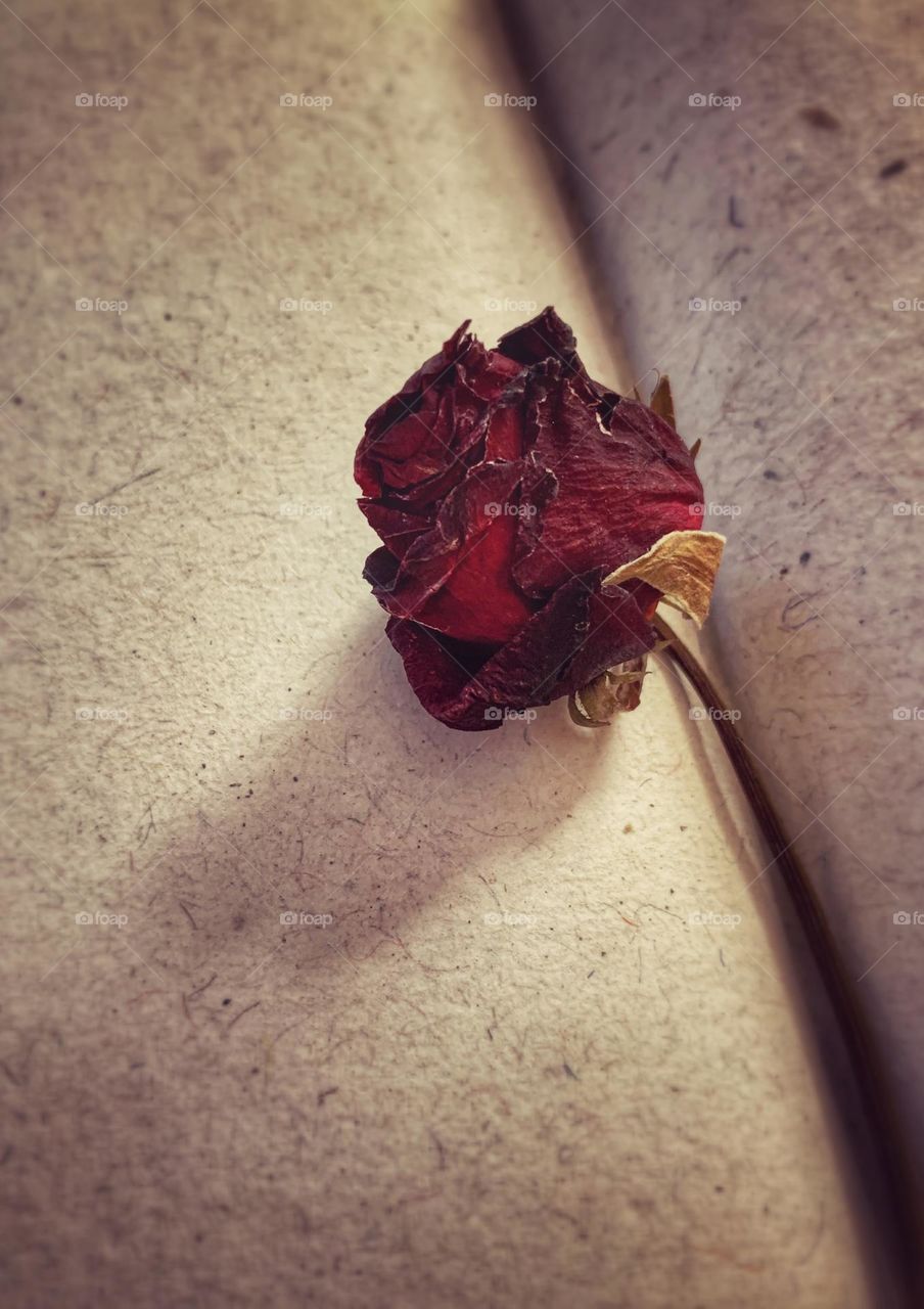 One piece of dried rose lay flat on a journal.