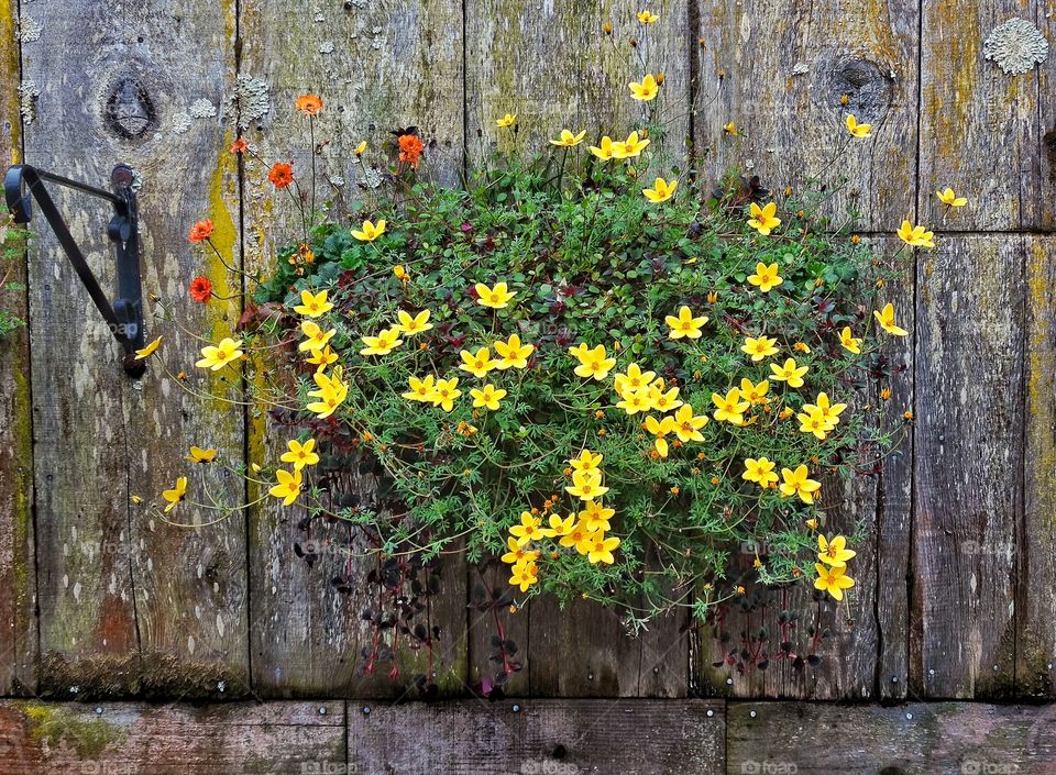 Daisies Hanging On A Wall. Yellow Daisies Planted On A Rustic Wood Wall
