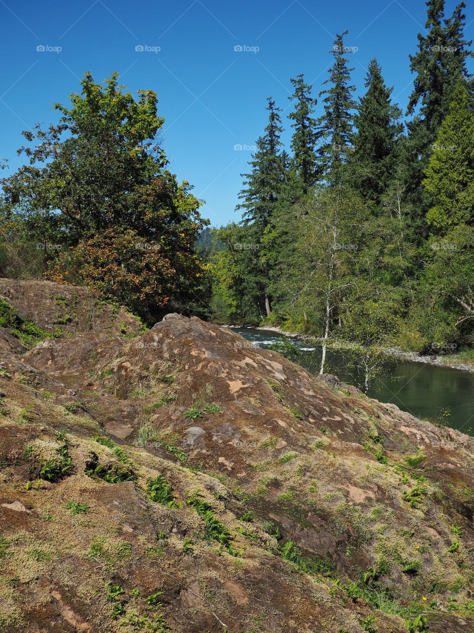 The rocky and rugged shores of the Middle Fork of the Willamette River near Oakridge Oregon filled with trees transitioning to their fall colors on a beautiful sunny day.