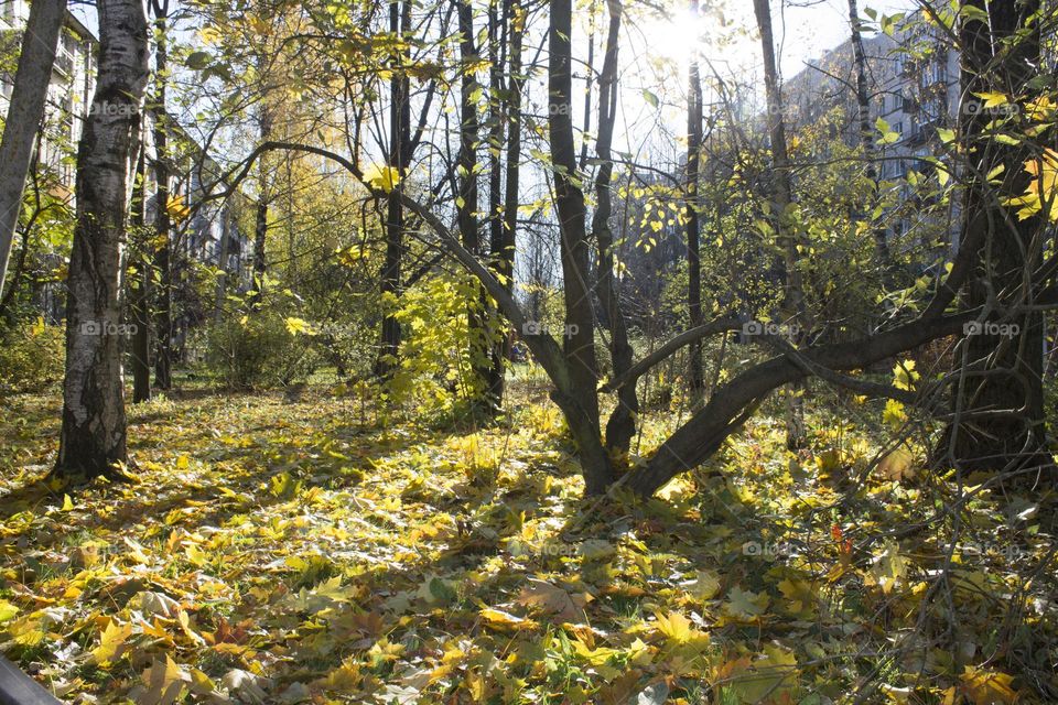 Autumn landscape with bare trees and ground covered with yellow leaves. Sunny autumn day