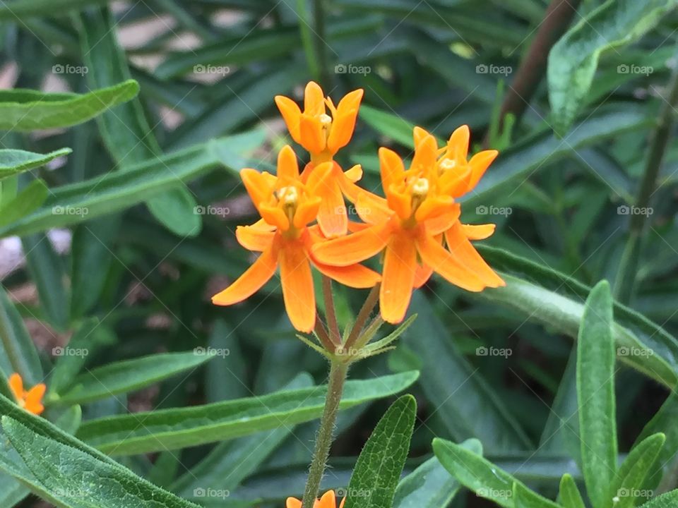 Orange flowers up close 