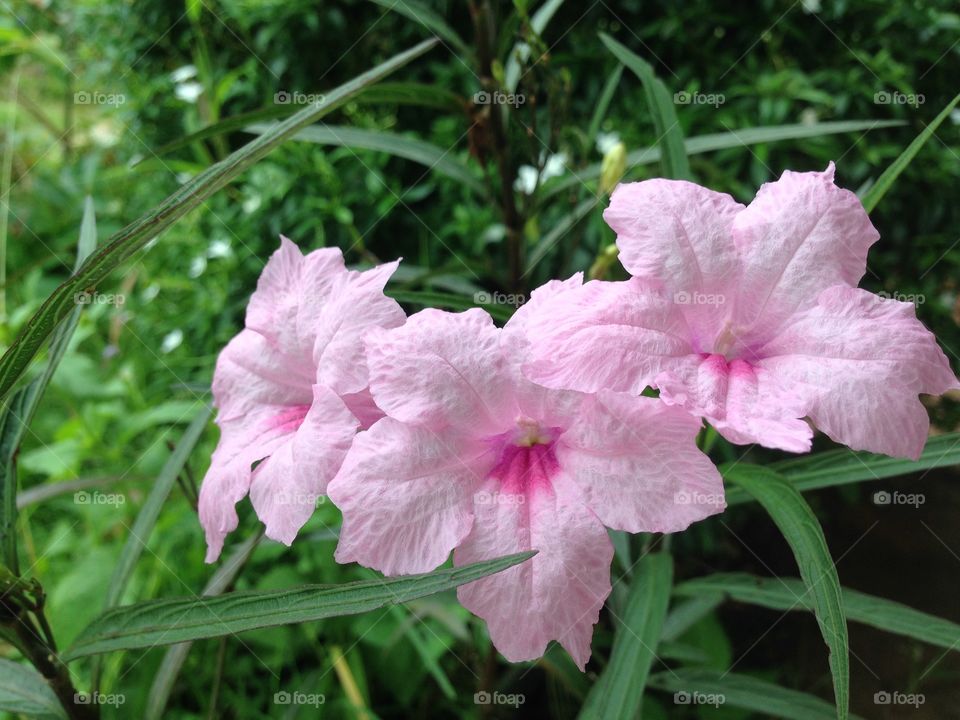 perfect pink flowers 