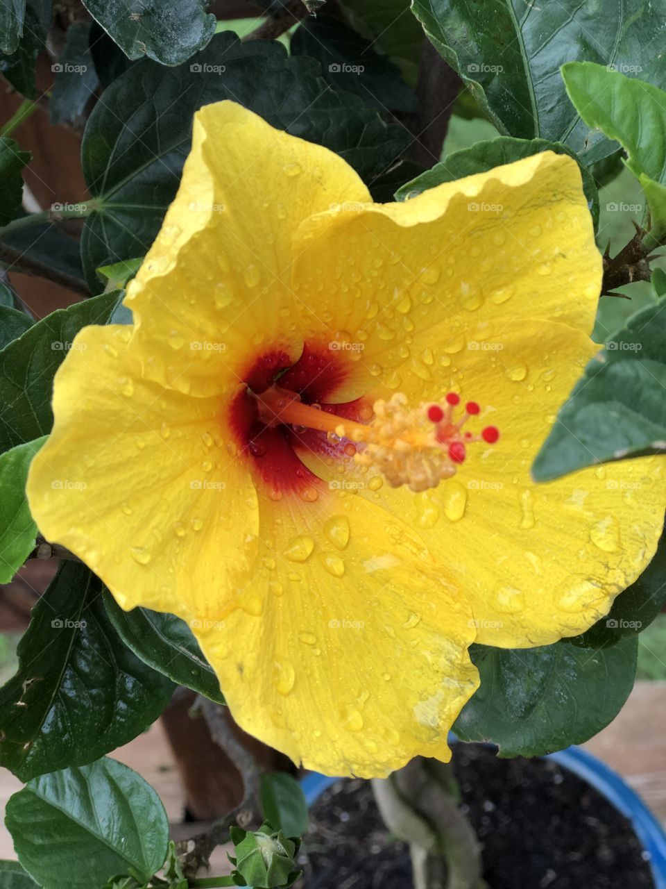 Yellow Hibiscus