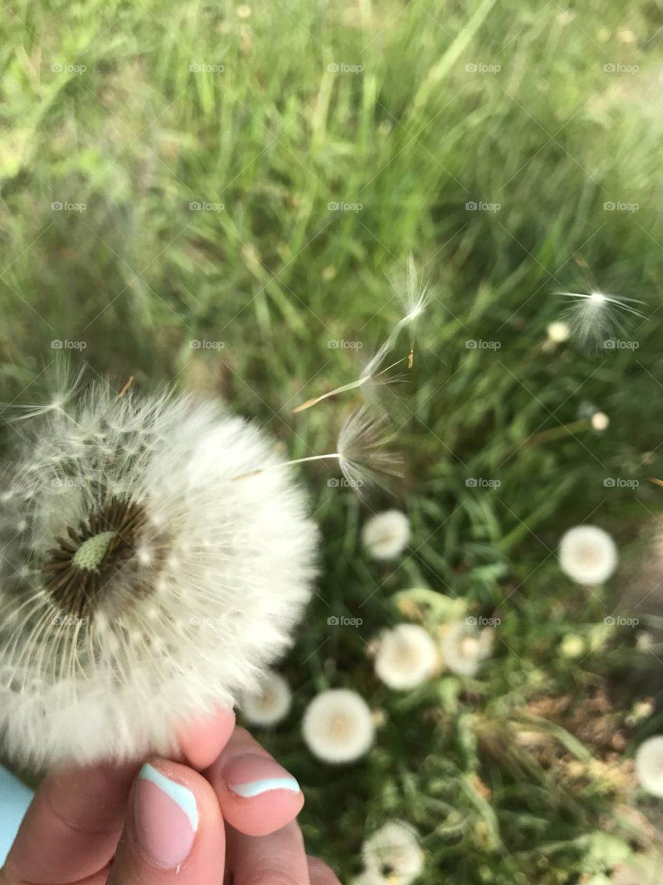 Dandelion 