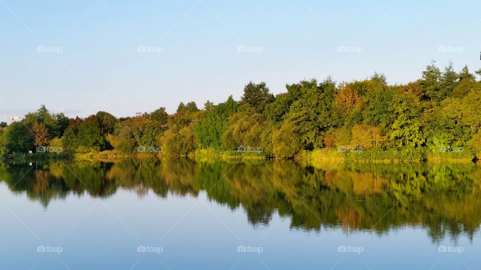 reflection of trees