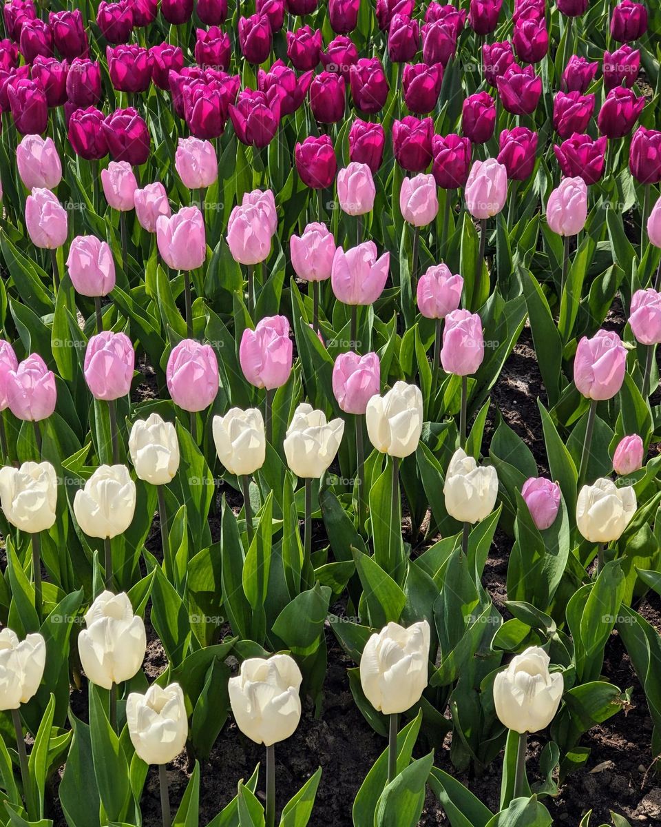 Tulips