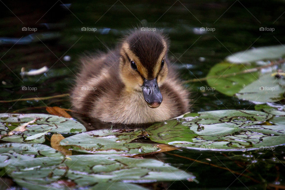 Little duckling