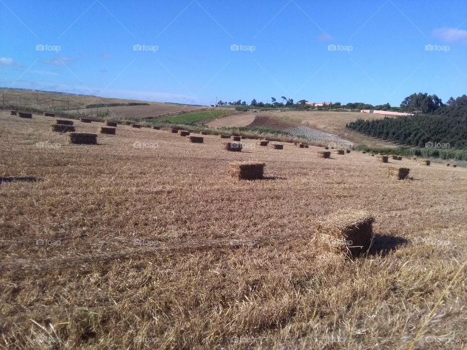 Landscape, Agriculture, No Person, Farm, Countryside