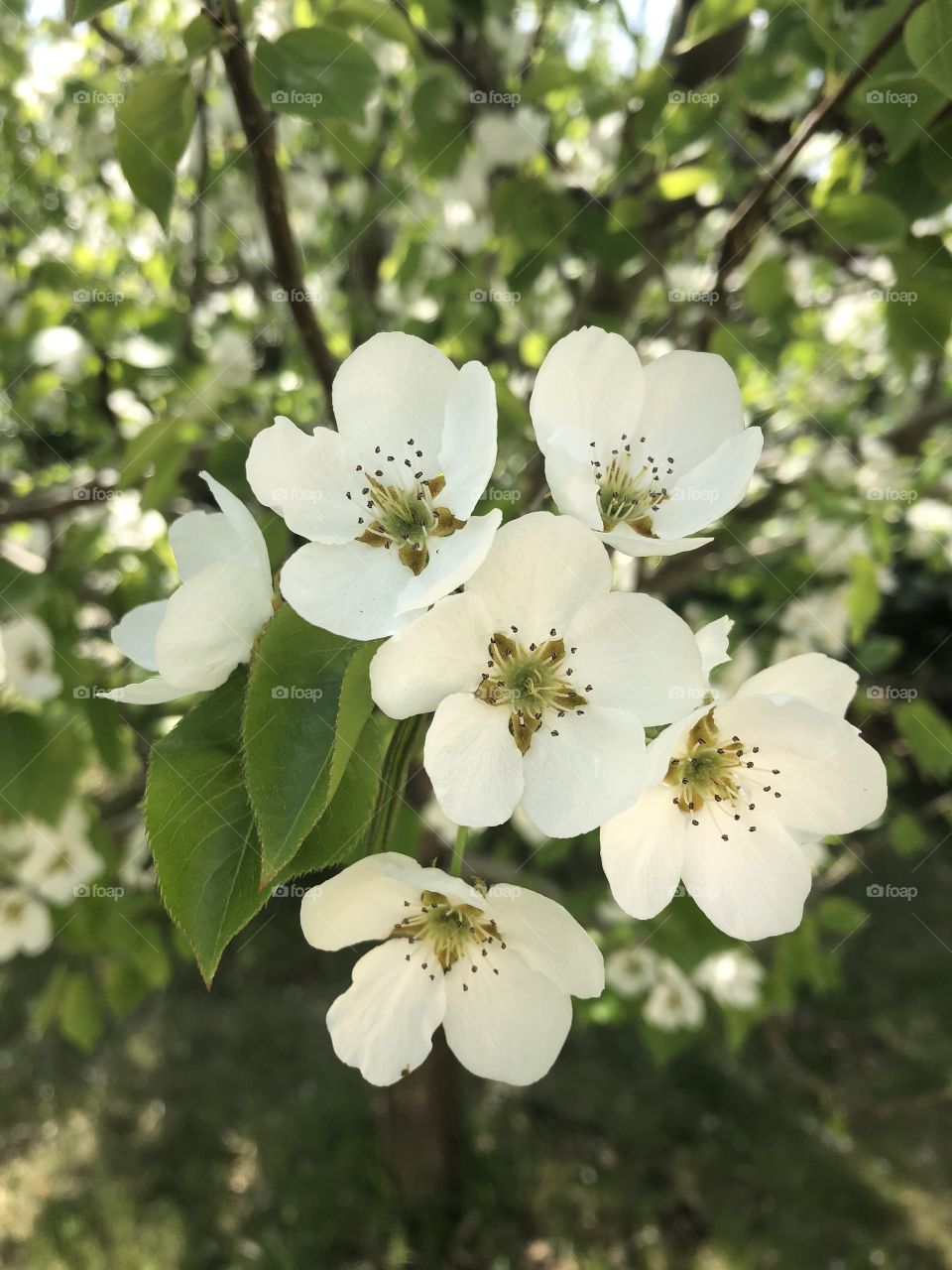 Pear tree blossom 