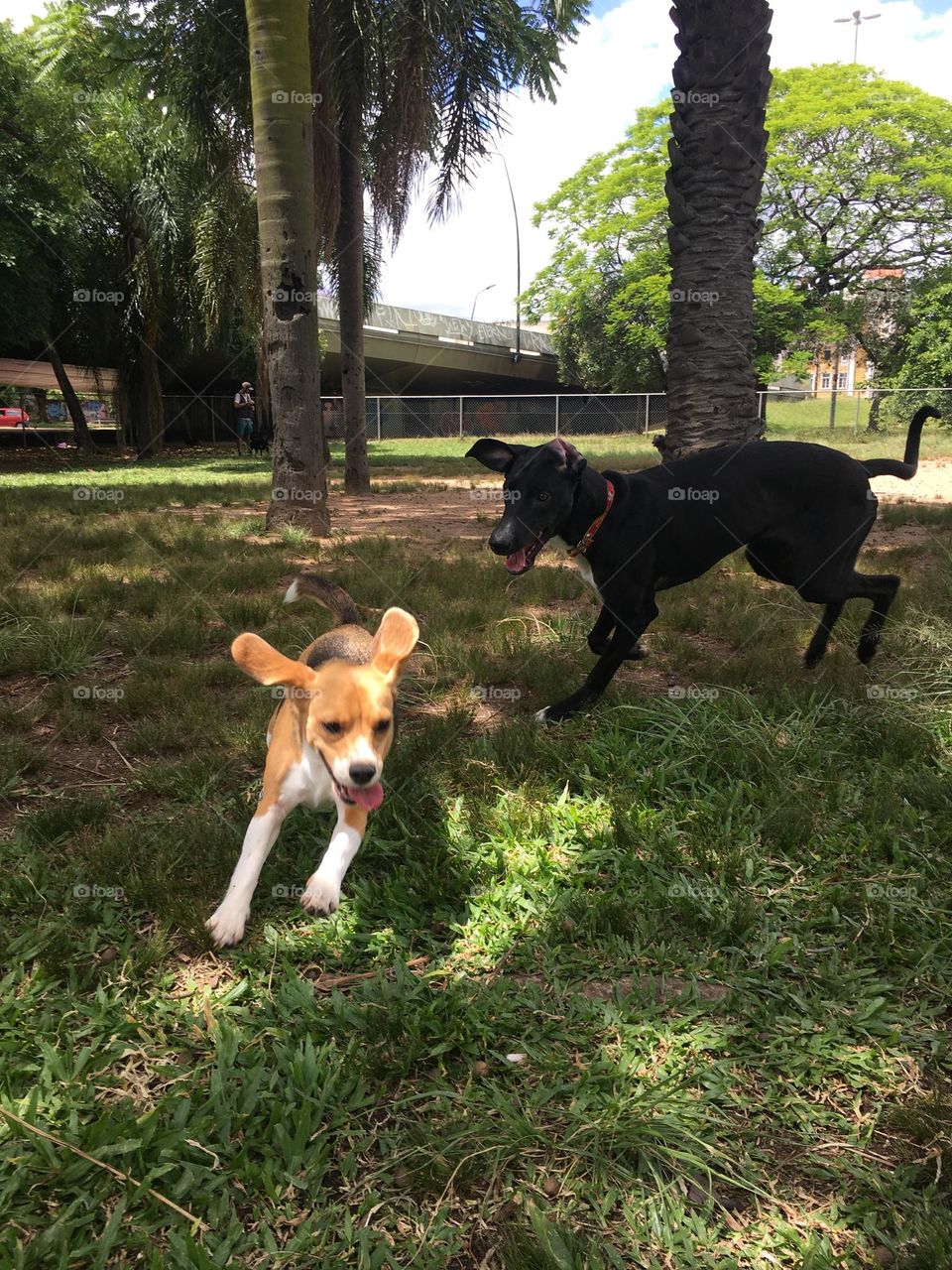 Orelhas ao vento no parque