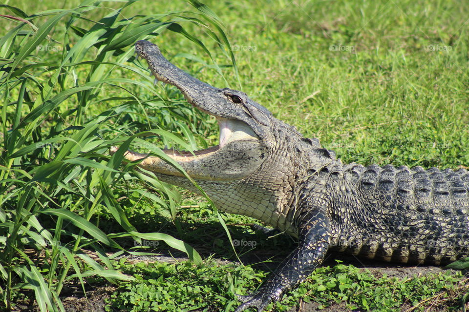 Big Adult Alligator Yawning for the Camera  
