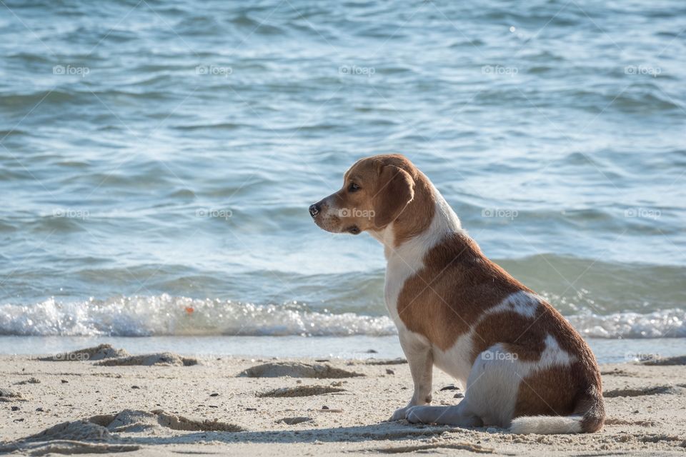 A dog relax on the beautiful beach