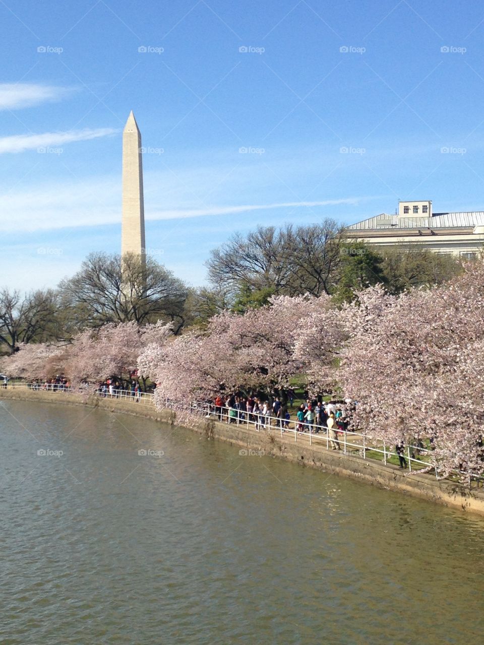 Cherry blossoms and the Washington Monument 