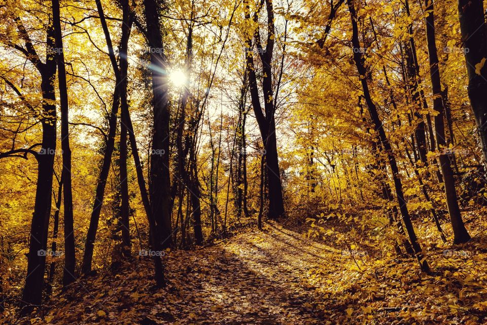 Golden autumn. Beautiful sun light.