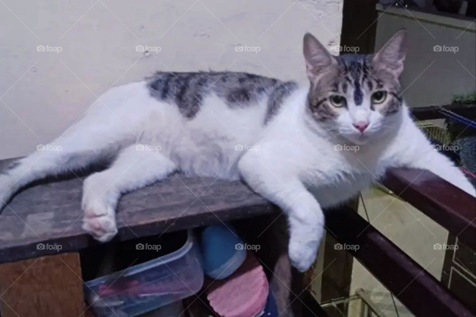 my beautiful and cute cat.