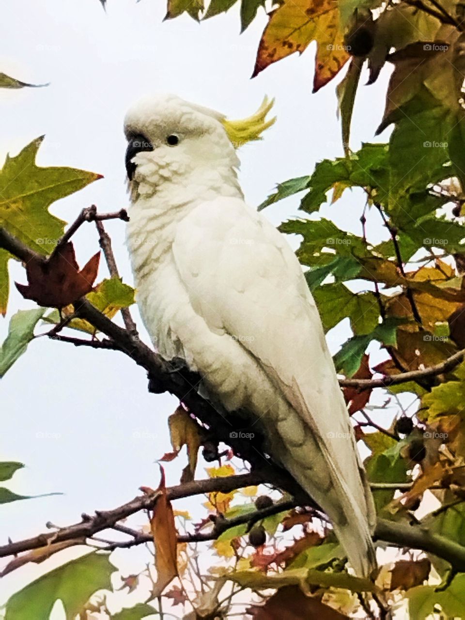 yellow crested cockatoo