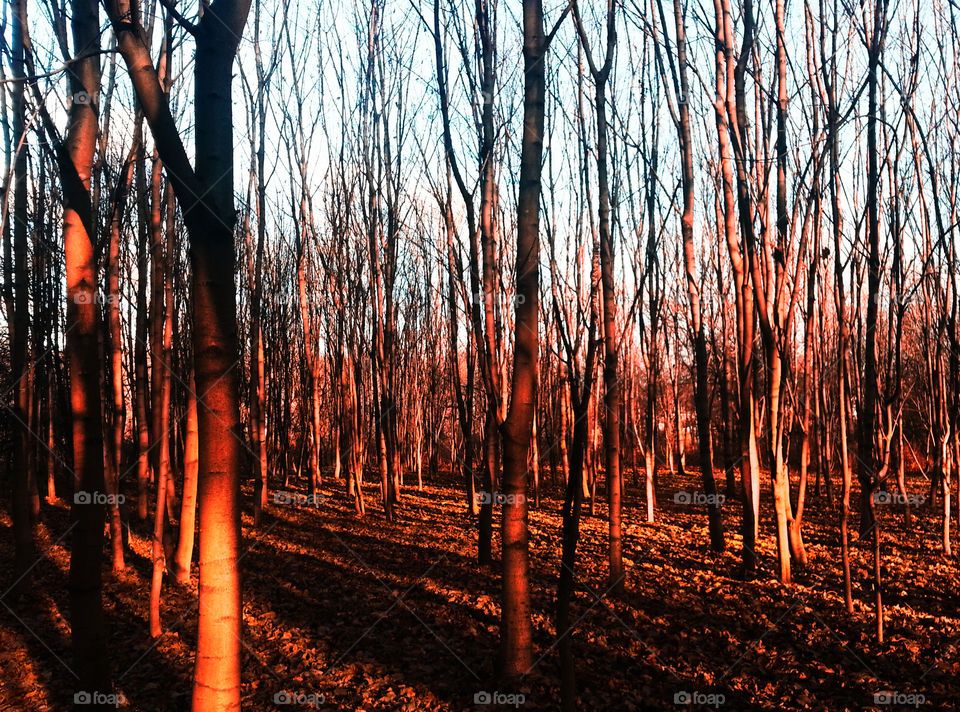 Reddish forest background